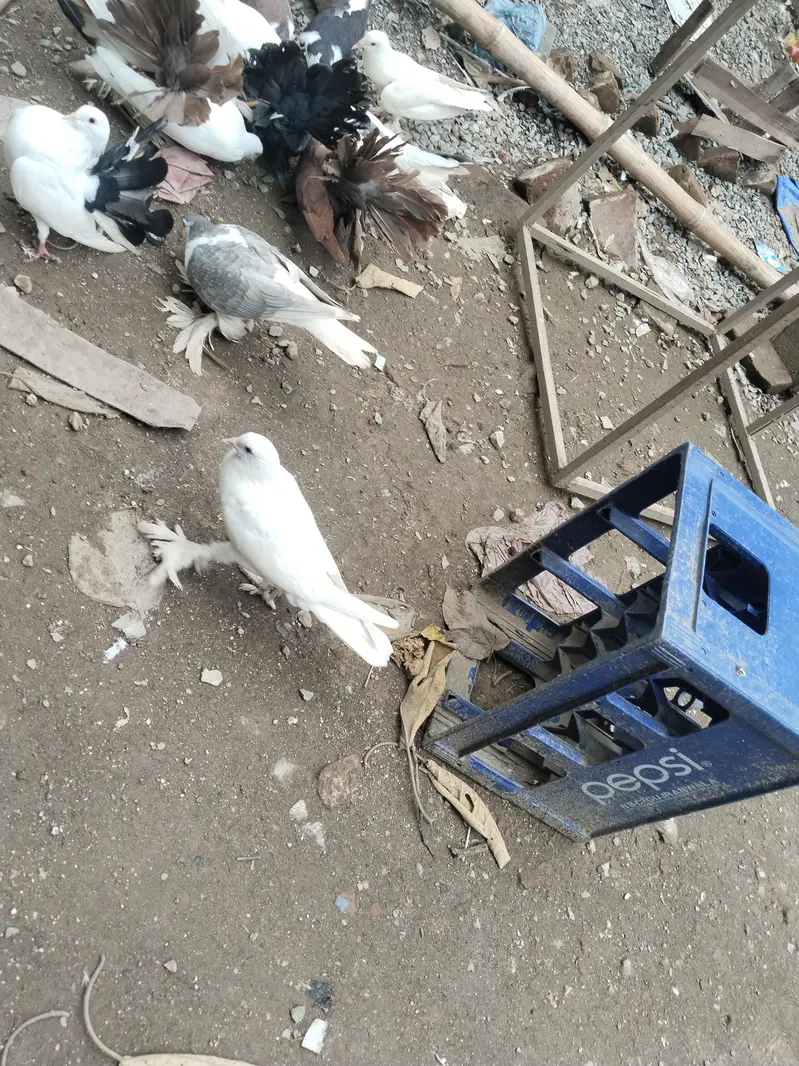 fancy pigeons for sale — photo 9