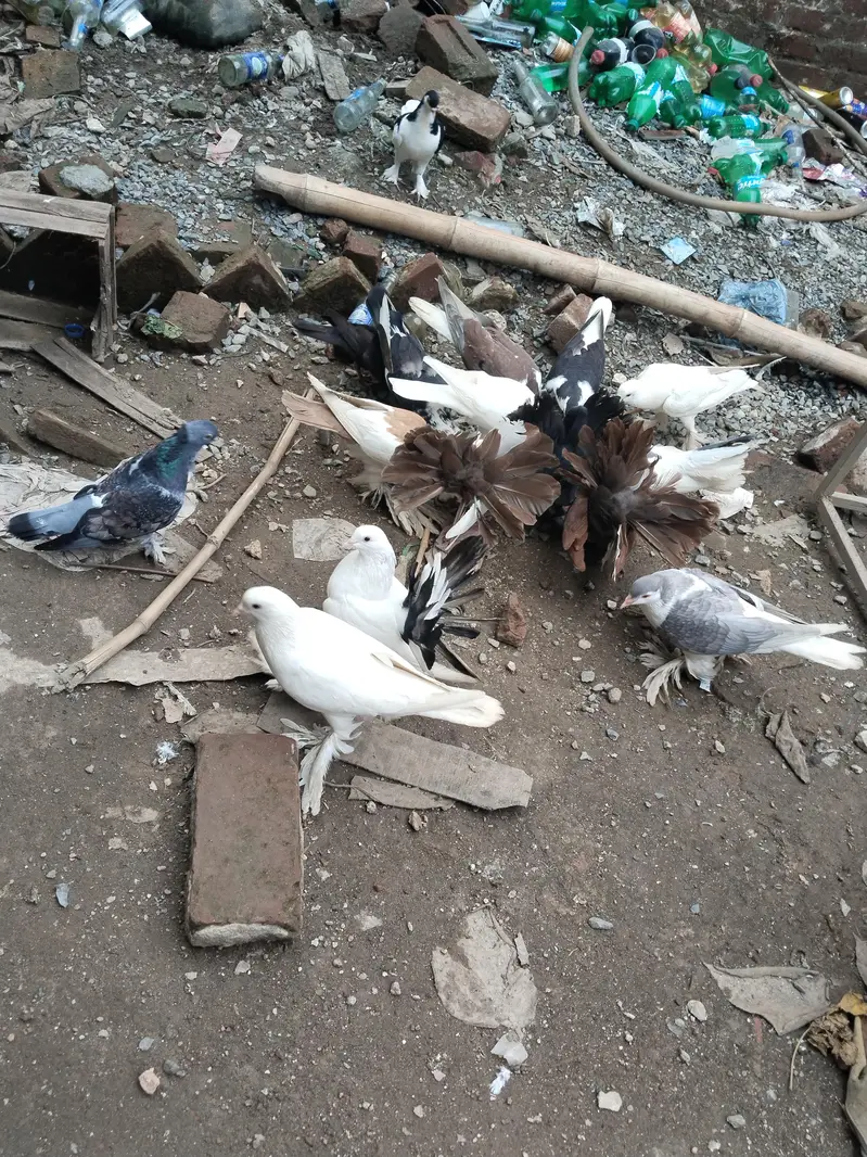 fancy pigeons for sale — photo 10