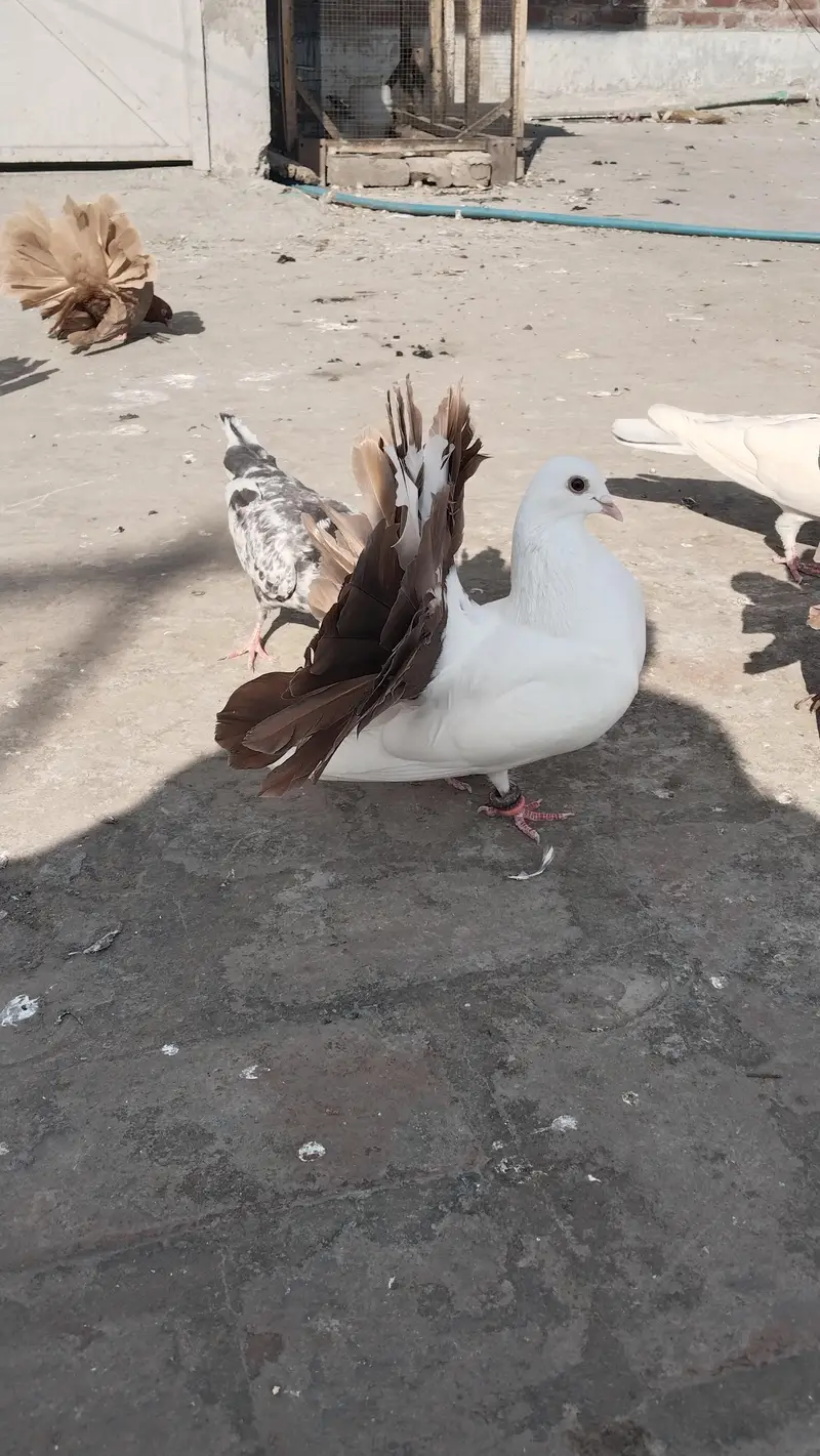 fancy pigeons for sale — photo 11