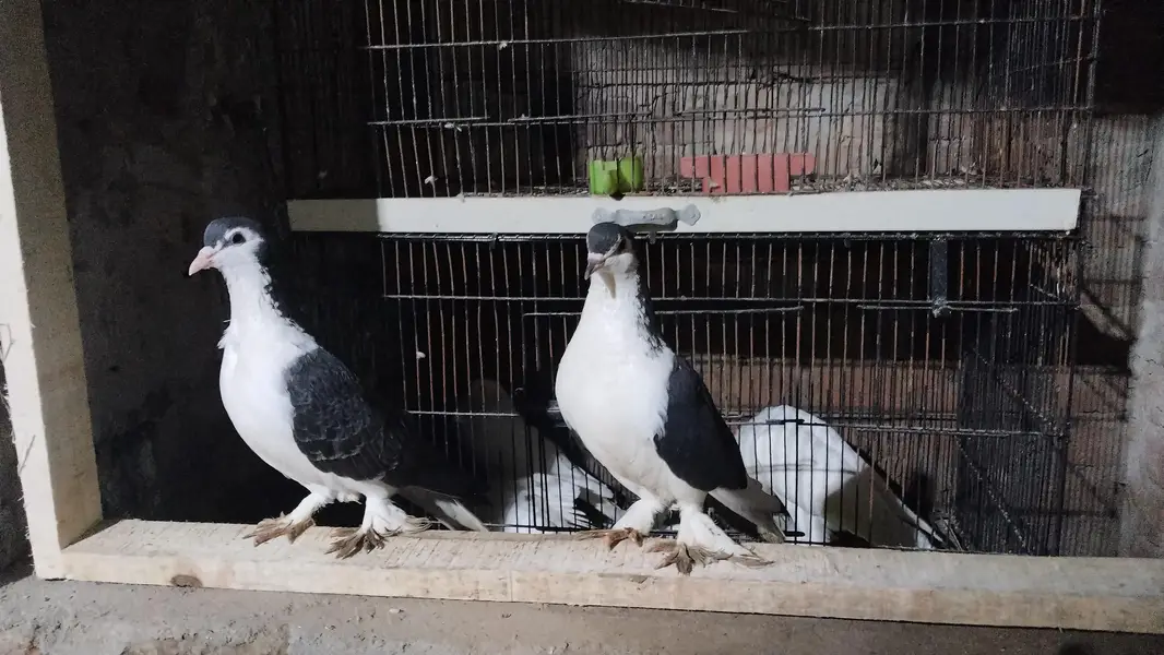 fancy pigeons for sale — photo 12