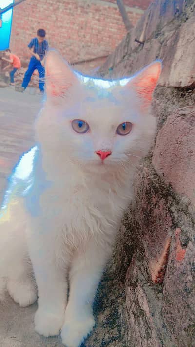white fluffy kitten hazel eyes