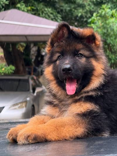 German Shepherd long coat & british labrador available at us.