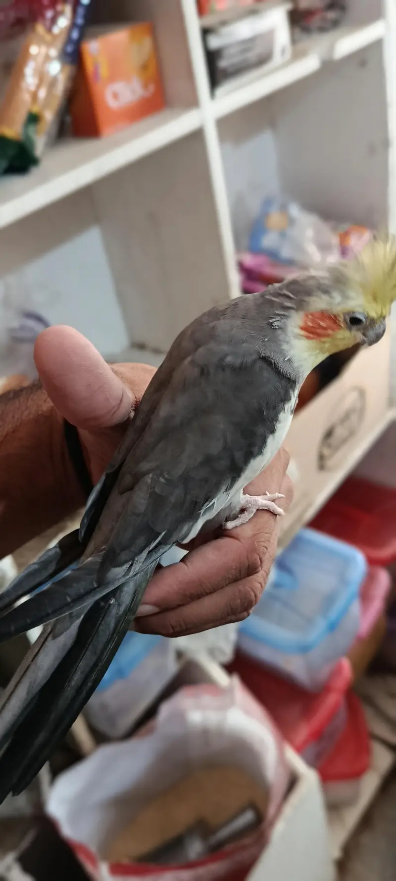 hand taimed cocktail for sale