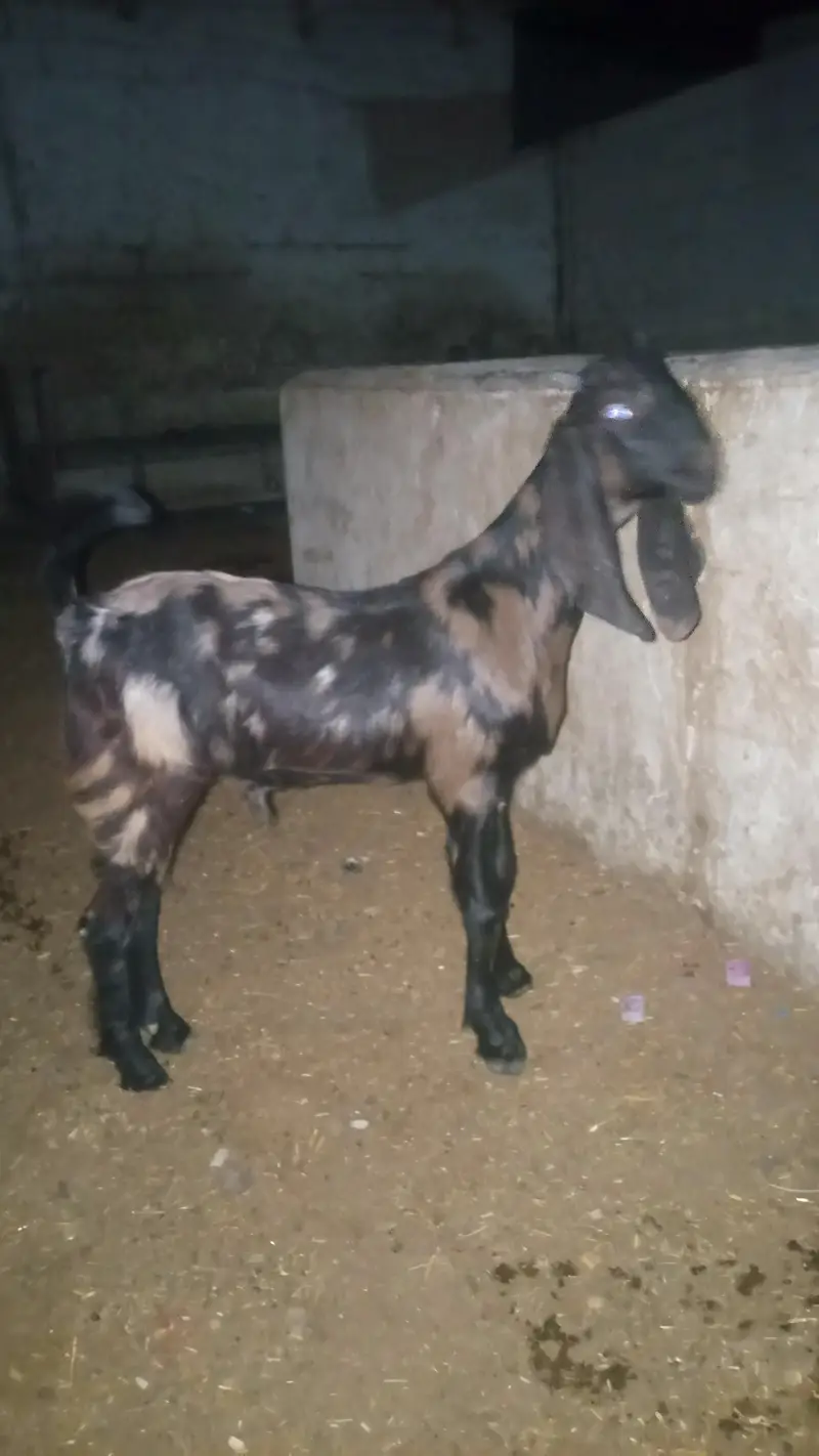 Bakra for sale Kamori cross beetle