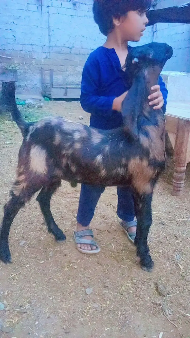 Bakra for sale Kamori cross beetle — photo 2