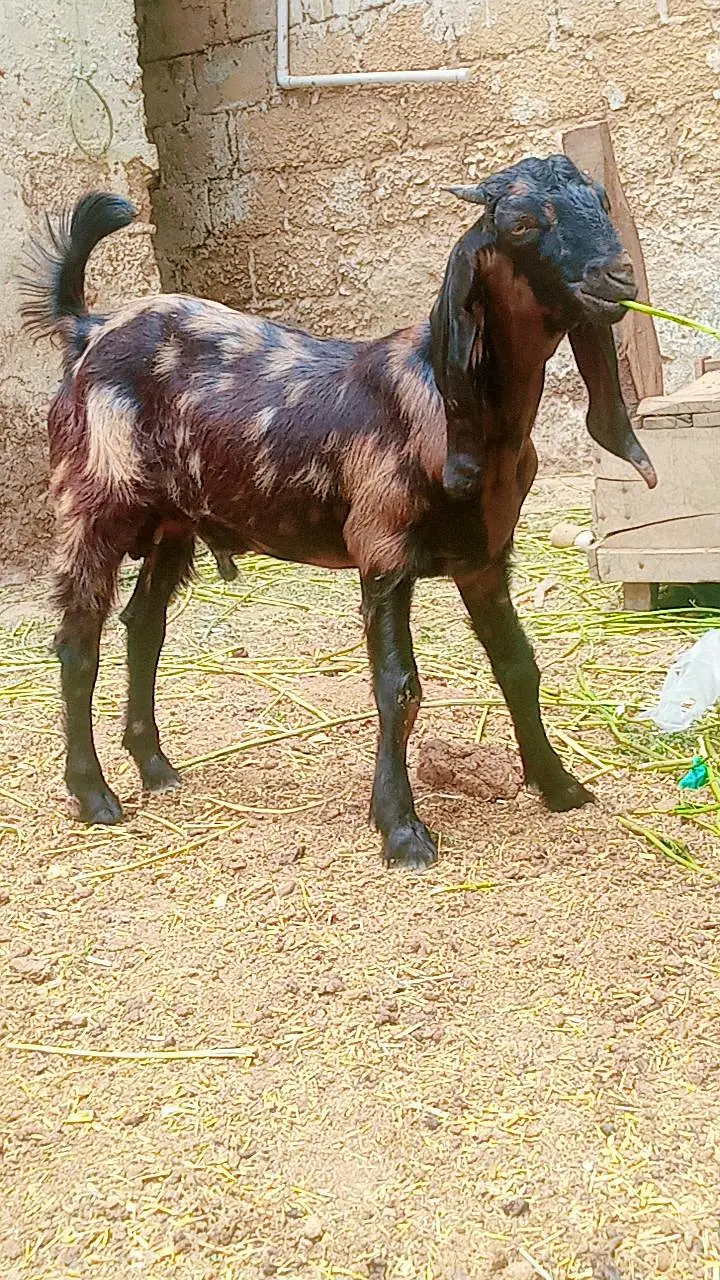 Bakra for sale Kamori cross beetle — photo 3