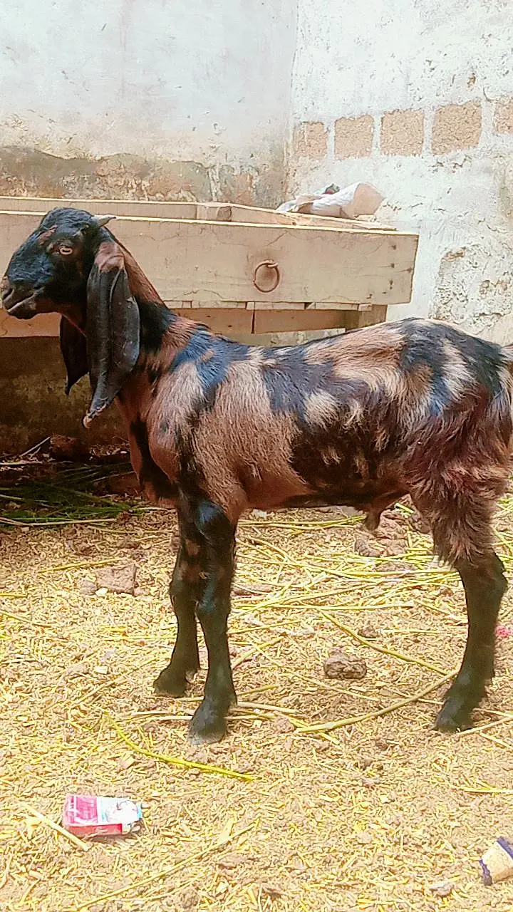 Bakra for sale Kamori cross beetle — photo 4