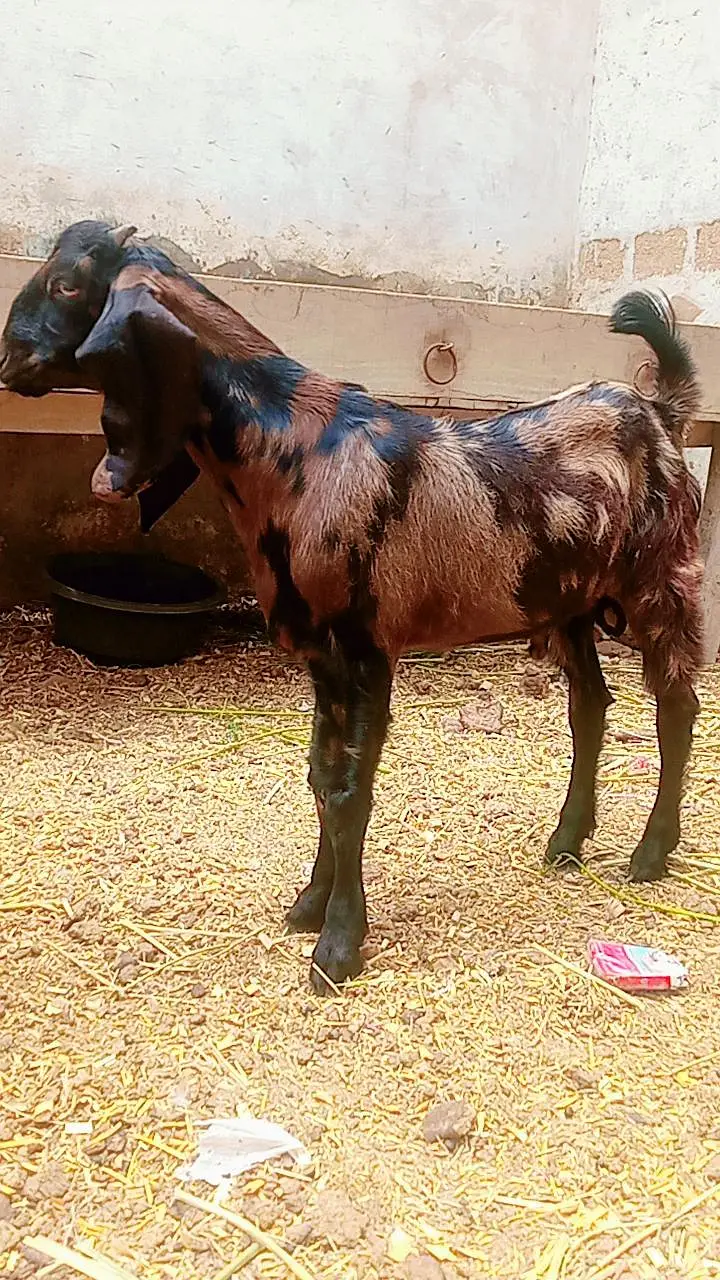Bakra for sale Kamori cross beetle — photo 5