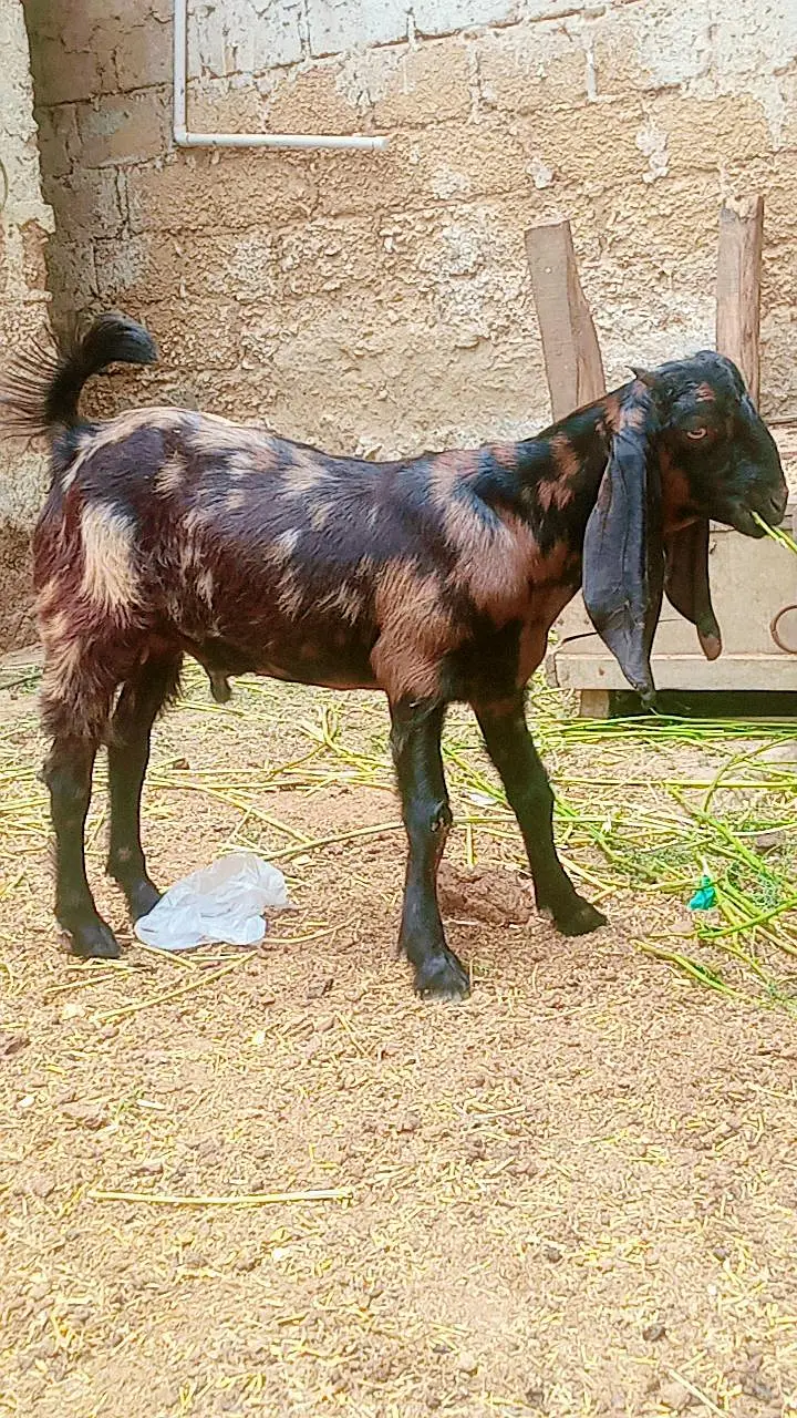 Bakra for sale Kamori cross beetle — photo 6
