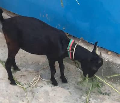 Teddy zero size goat