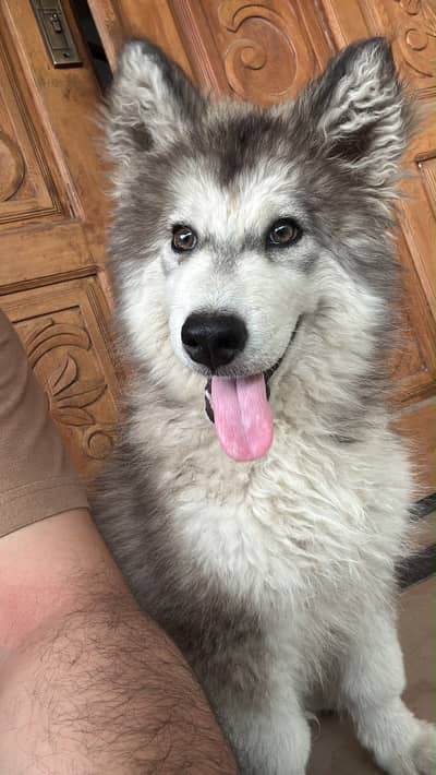 Siberian husky wooly coat