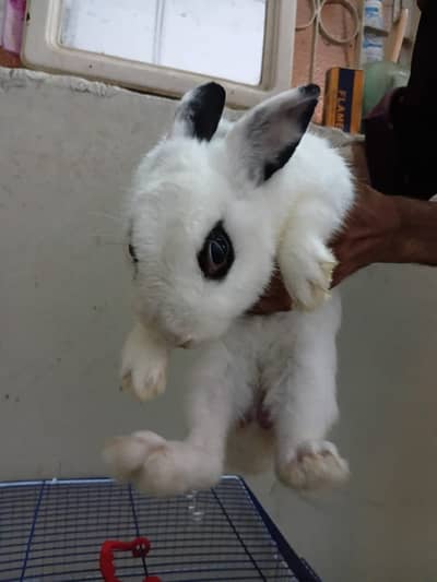 Rabbit hotot Dwarf Breeder Male for sale