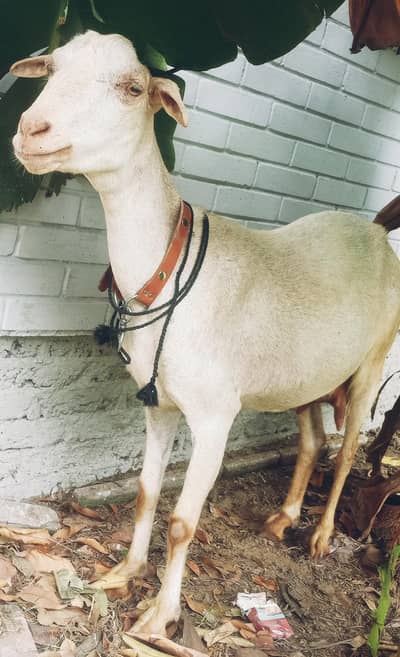 Bakri for sale tapri