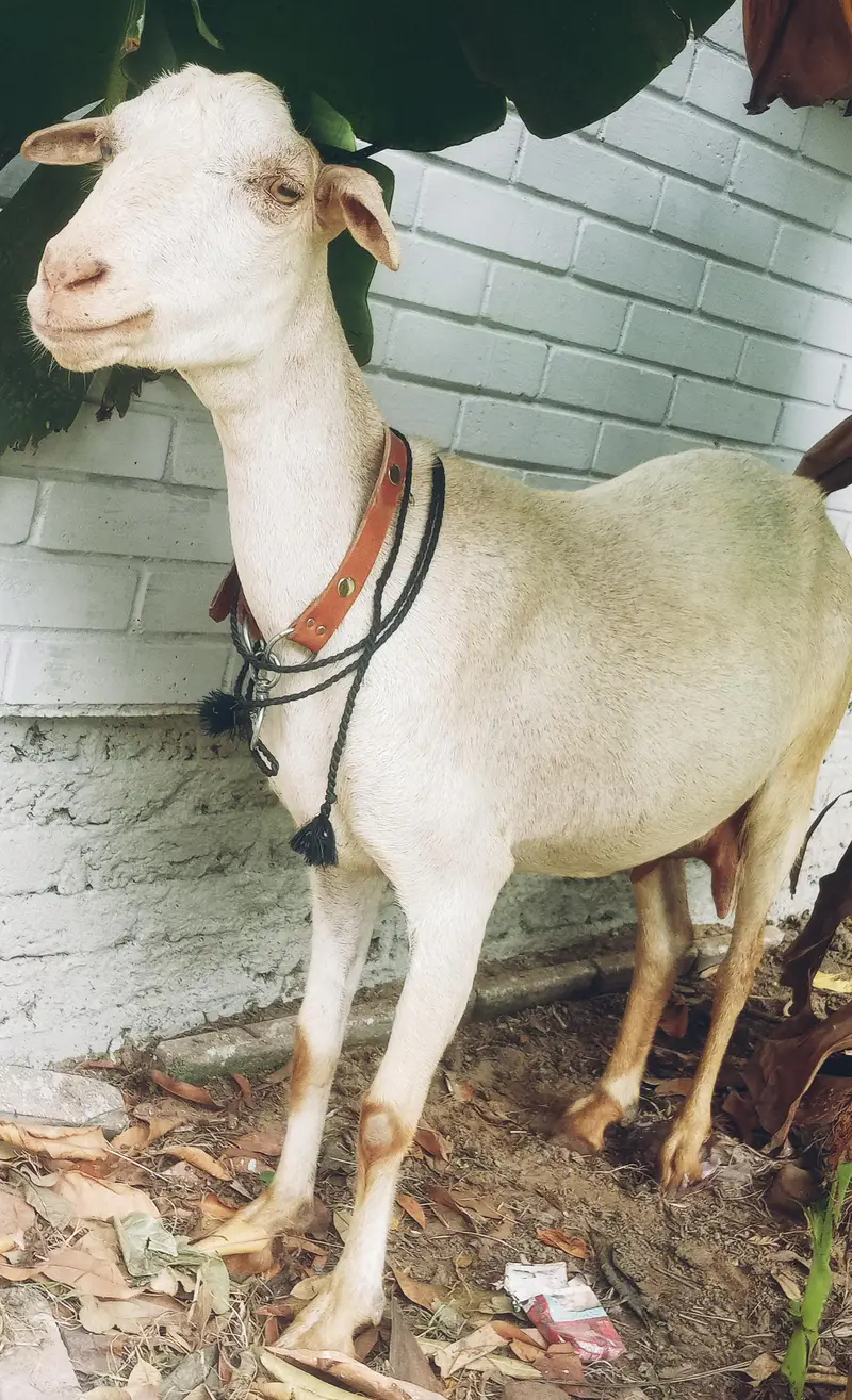 Bakri for sale tapri