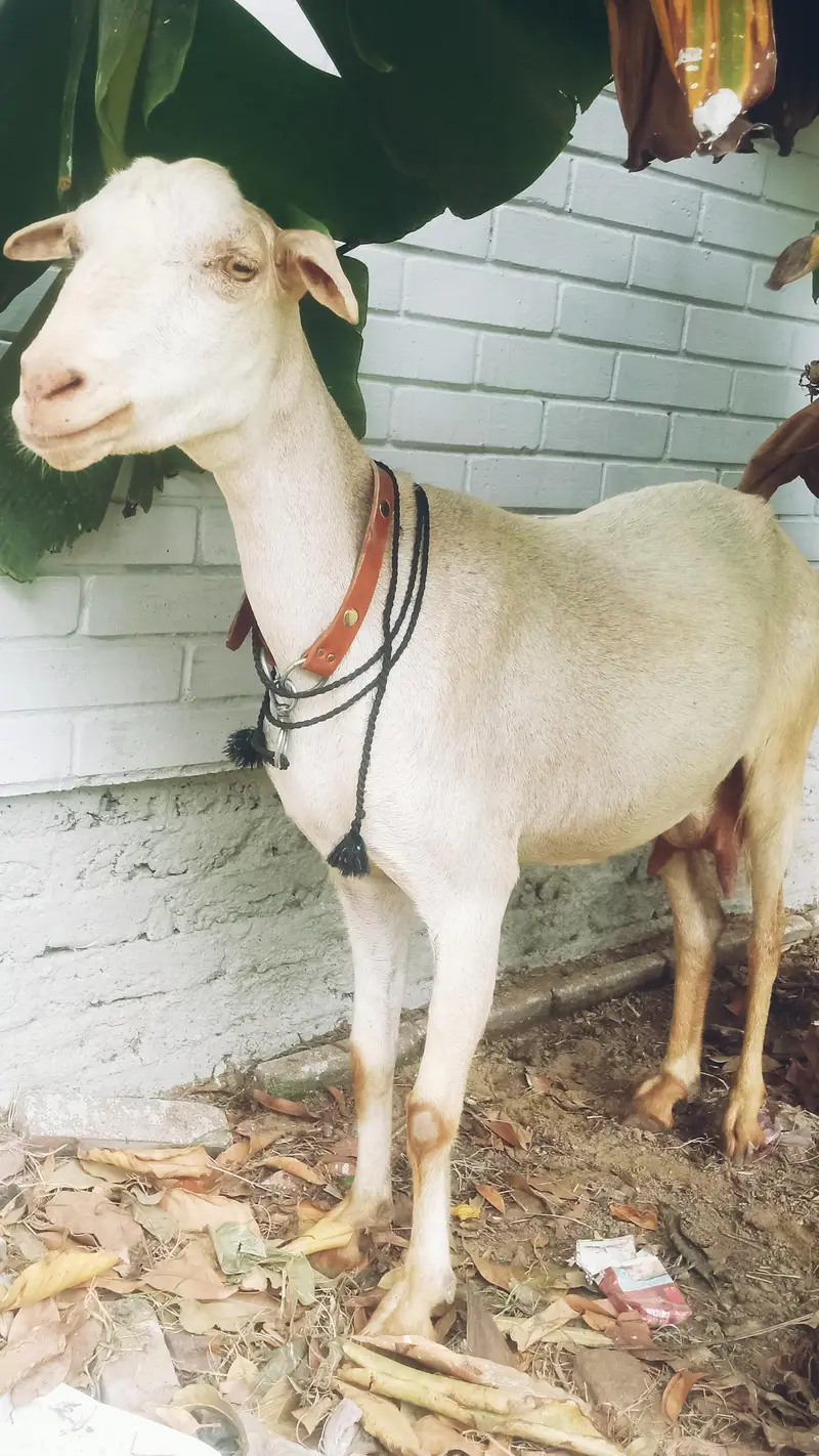 Bakri for sale tapri — photo 2