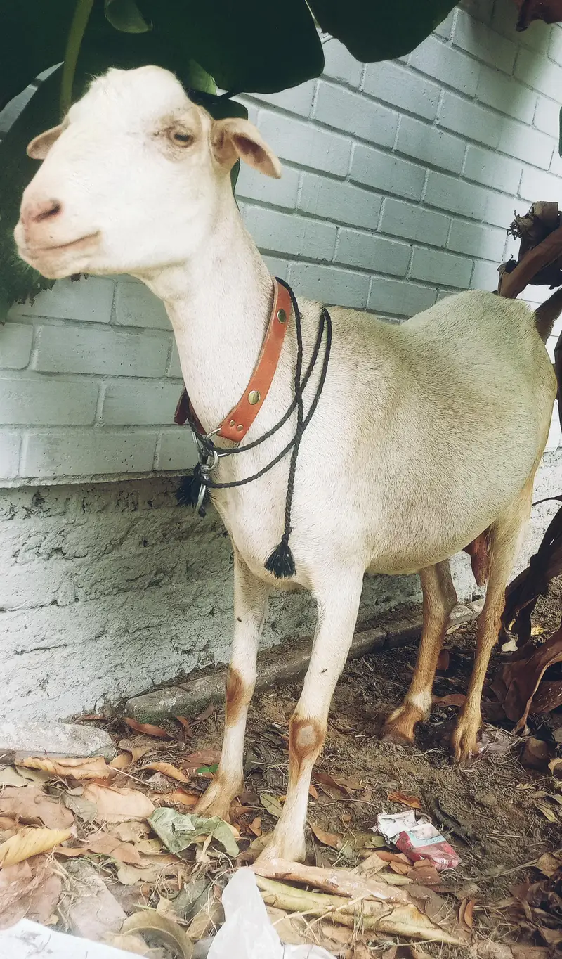 Bakri for sale tapri — photo 3