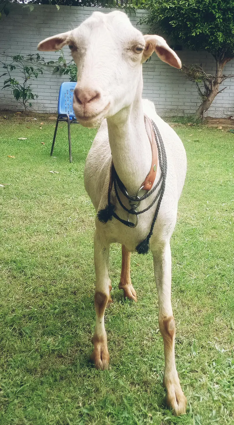 Bakri for sale tapri — photo 4
