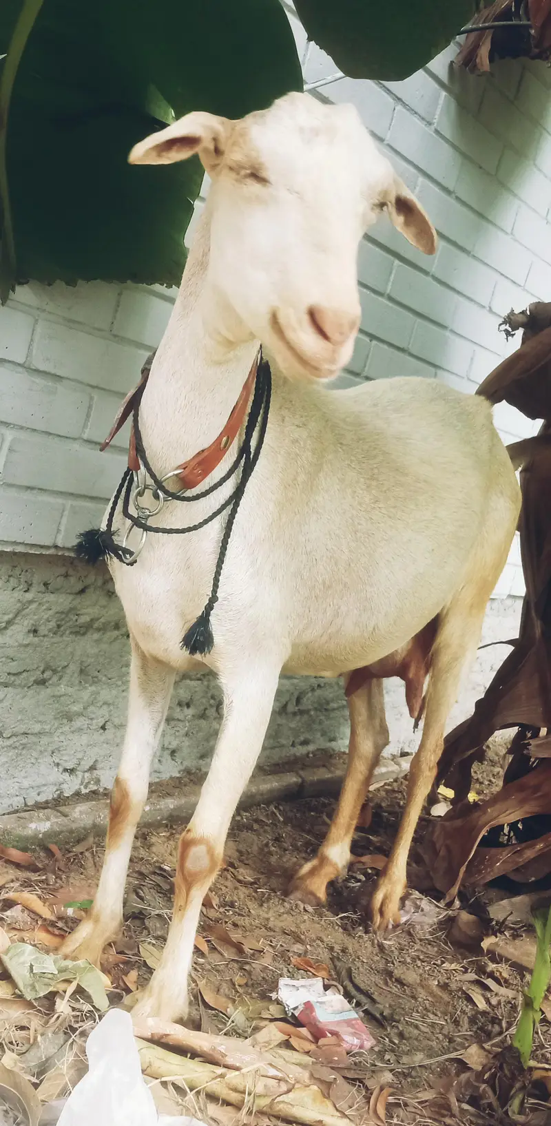 Bakri for sale tapri — photo 6