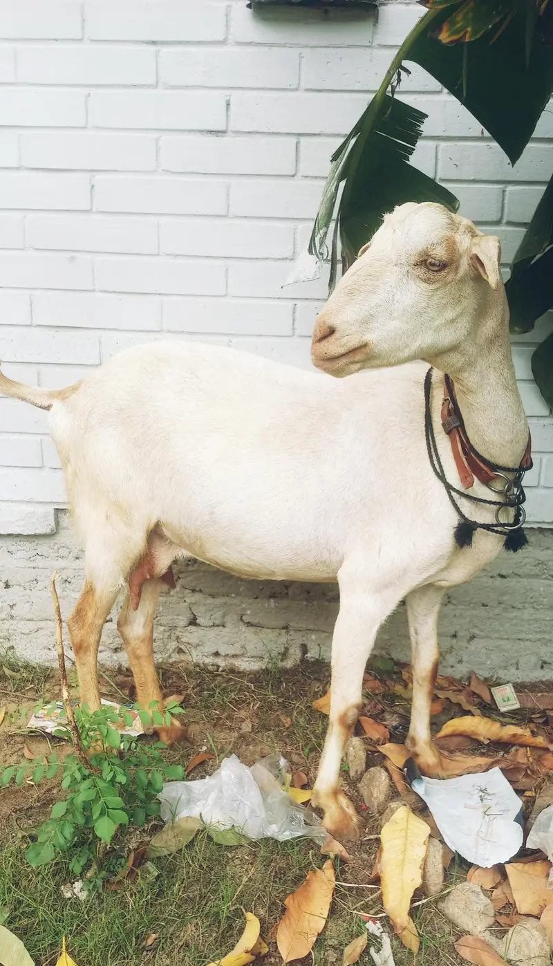 Bakri for sale tapri — photo 7