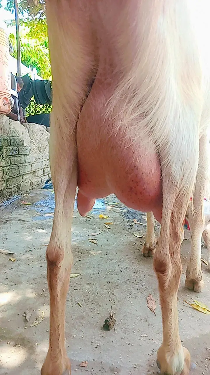 Bakri for sale tapri — photo 8