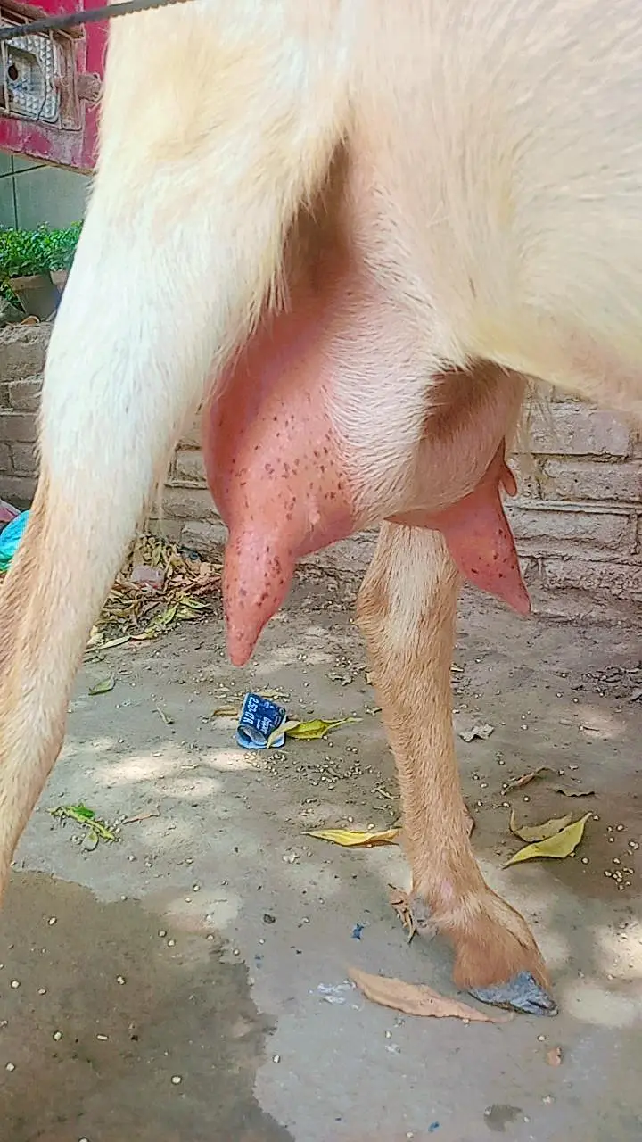 Bakri for sale tapri — photo 9