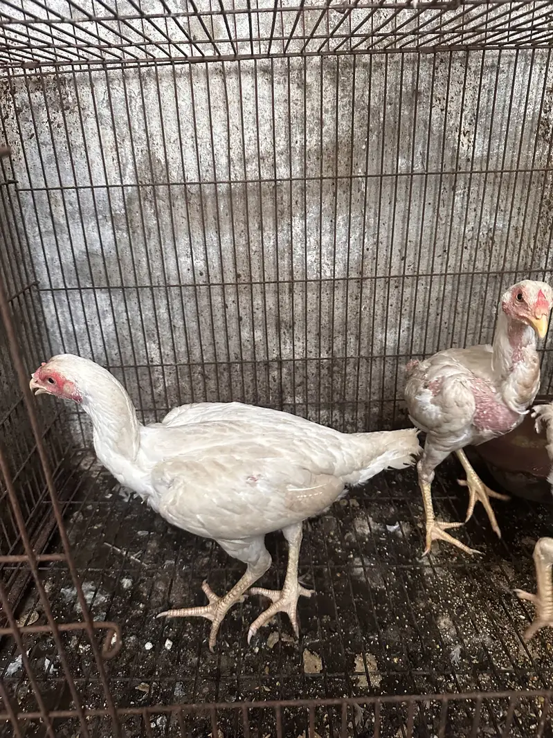 Aseel heera male — photo 4