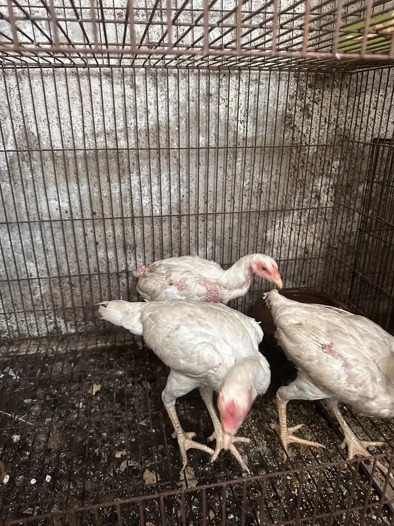 Aseel heera male — photo 11