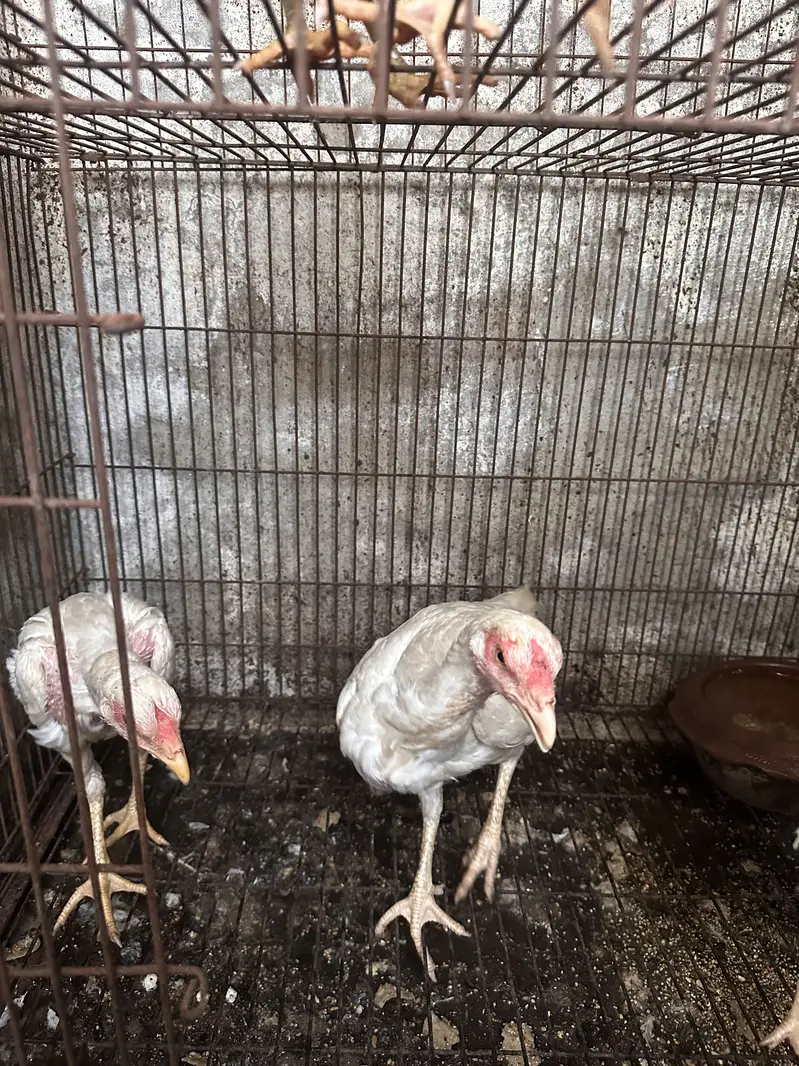 Aseel heera male — photo 12