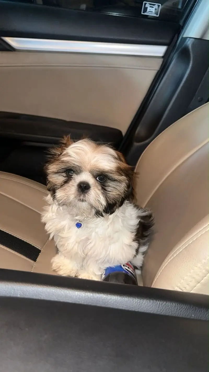 Shih Tzu