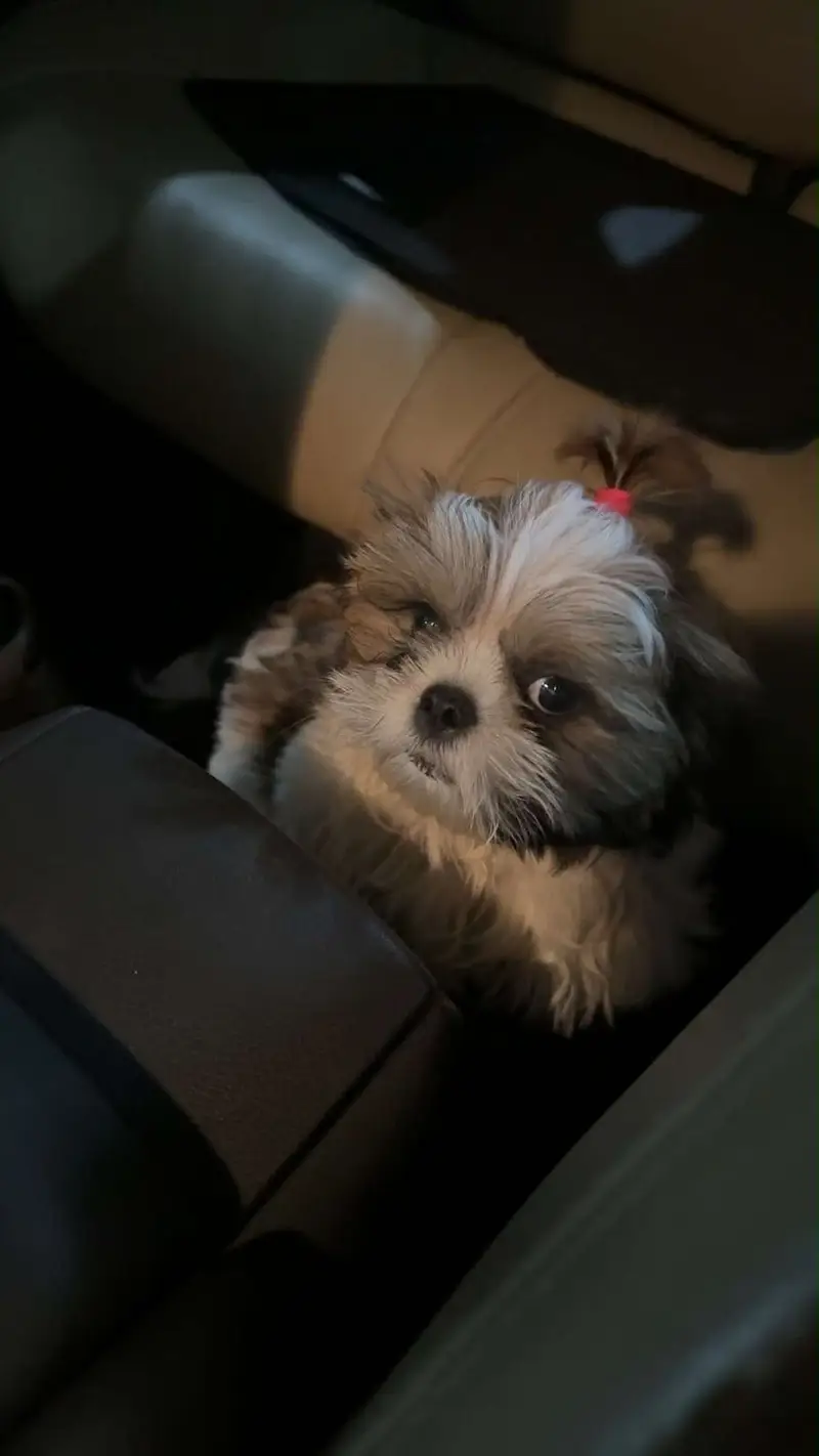 Shih Tzu — photo 2