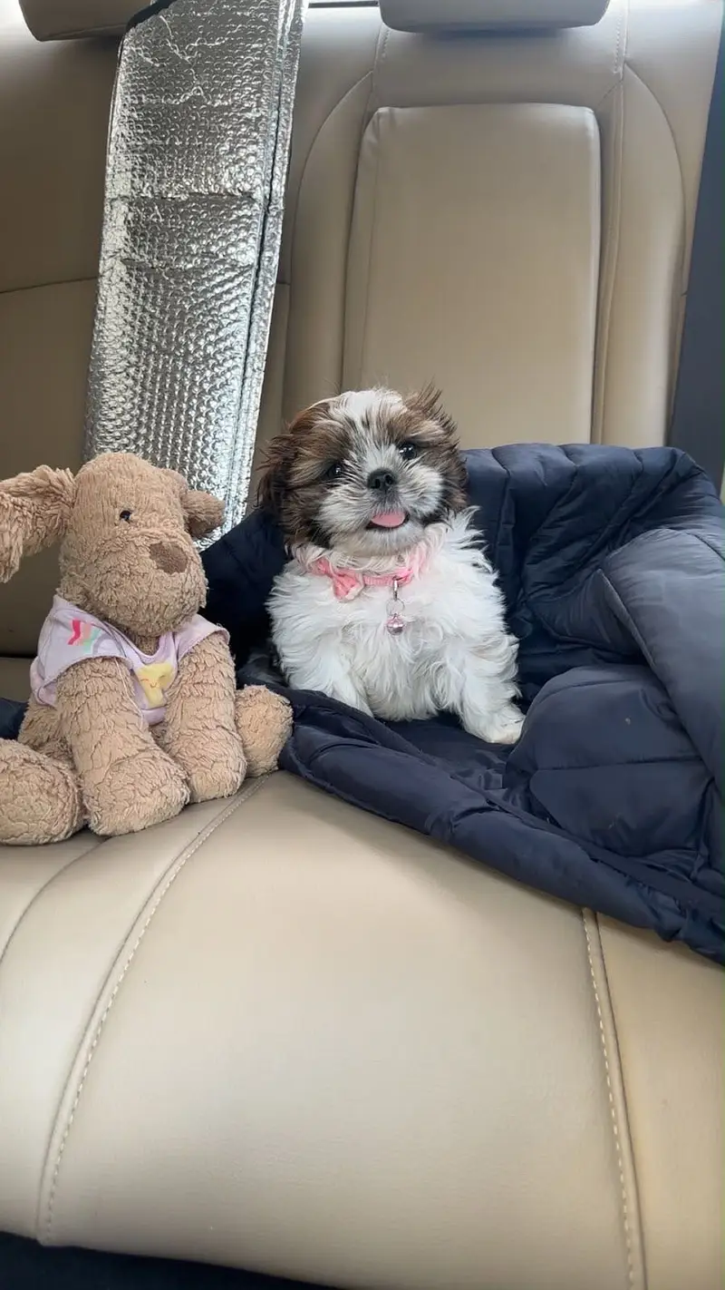 Shih Tzu — photo 3