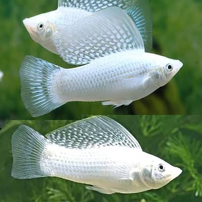 Platinum white Molly 12 pieces for sale