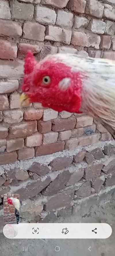 Acha hy