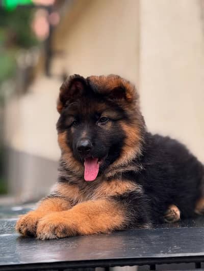 German Shepherd long coat black mask & british labrador .
