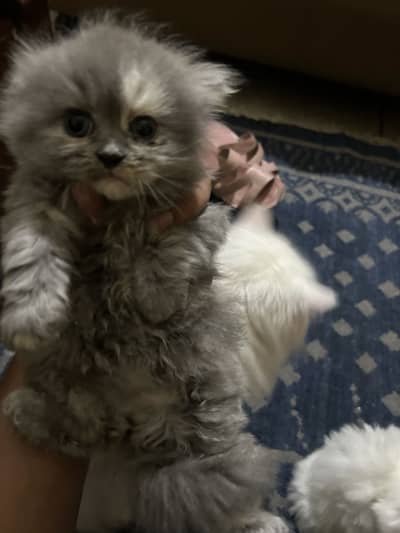 Persian Kittens