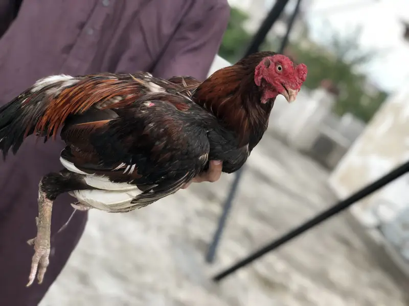 Mianwalu aseel murga 6500 — photo 2
