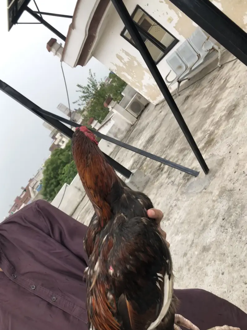 Mianwalu aseel murga 6500 — photo 3