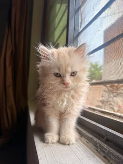 Kitten cat