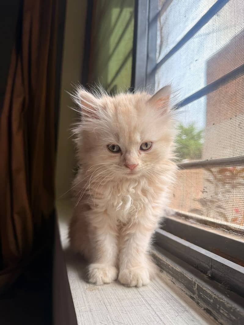 Kitten cat 0