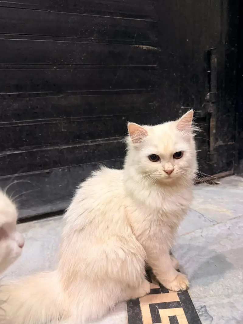 Kitten cat — photo 2