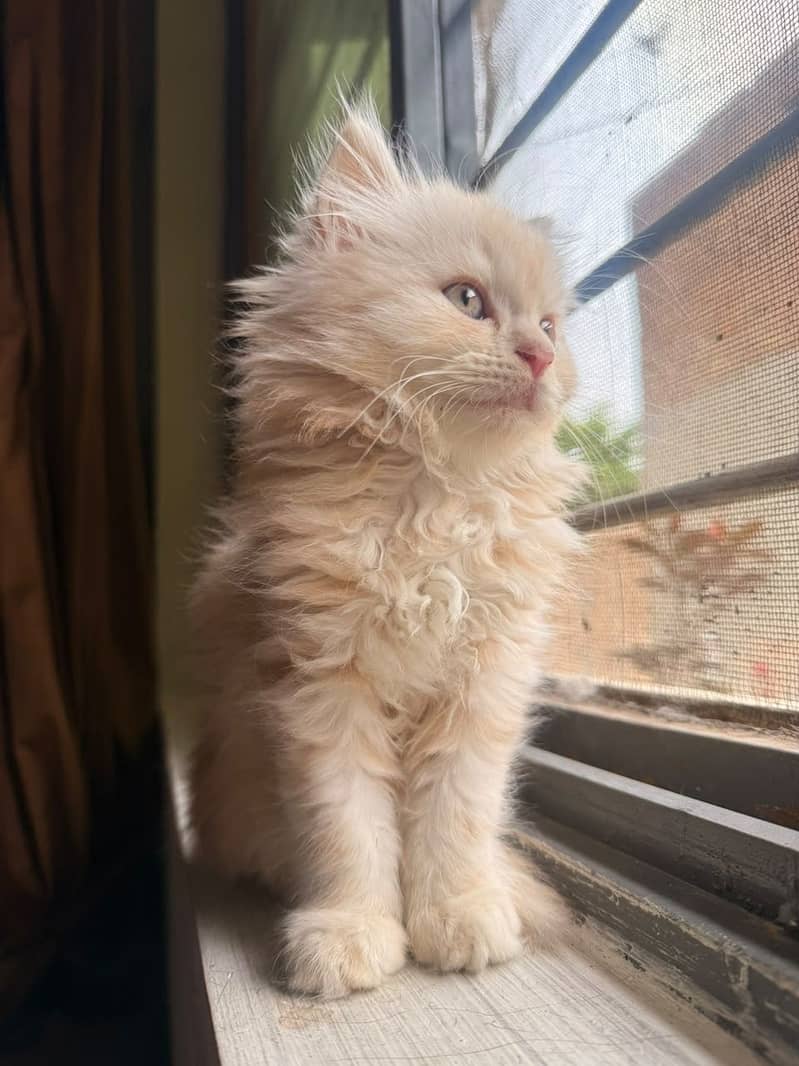Kitten cat 2