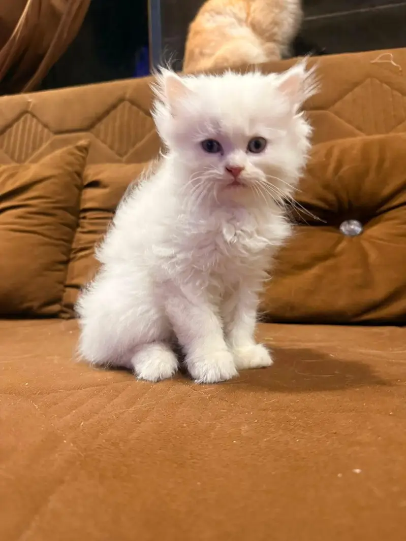 Kitten cat — photo 4