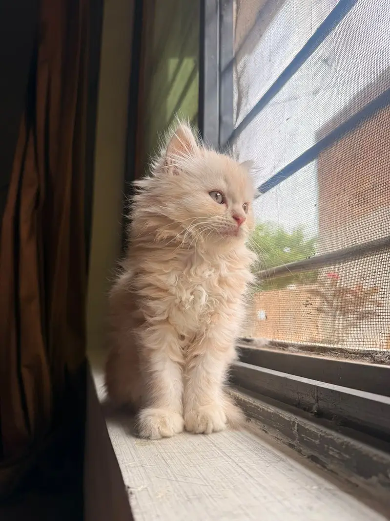 Kitten cat — photo 5