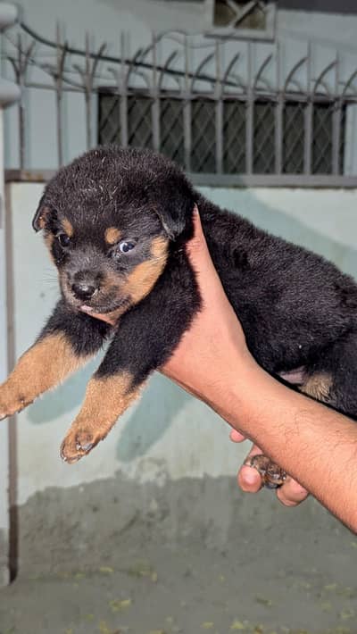 rottweiler female pup from pedigree parents and strong blood lines