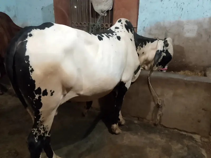 Qurbanii 2027