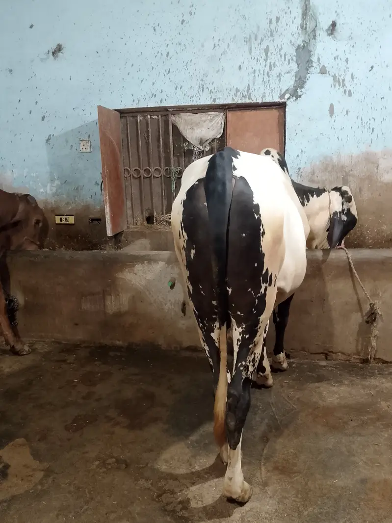 Qurbanii 2027 — photo 2