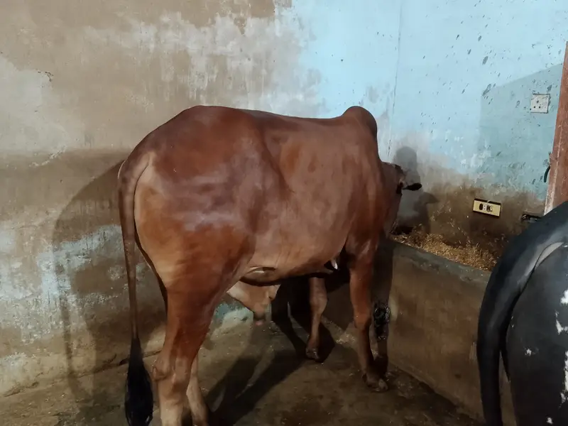 Qurbanii 2027 — photo 3