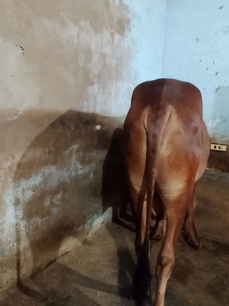 Qurbanii 2027 — photo 4