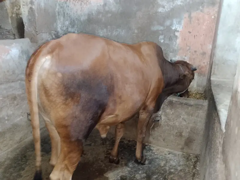Qurbanii 2027 — photo 5