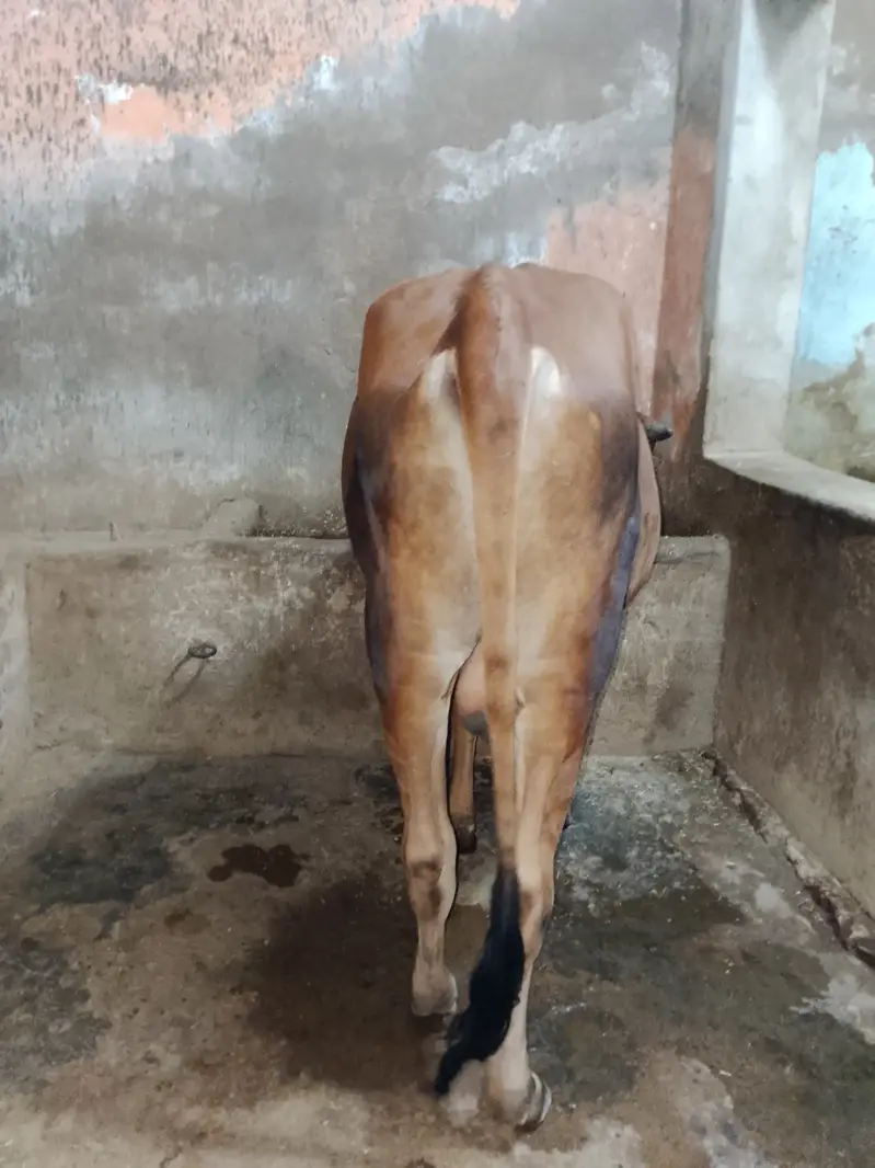Qurbanii 2027 — photo 6